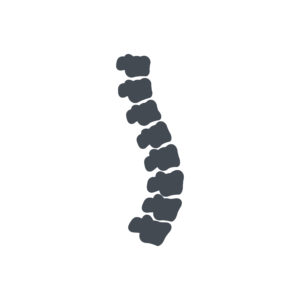 Vector Image of Spinal Cord